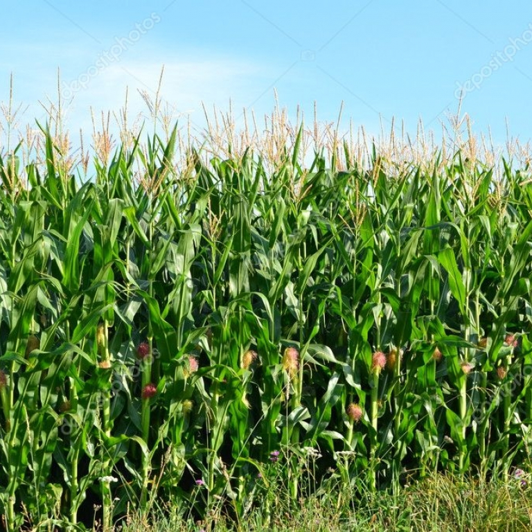 Шкідники кукурудзи