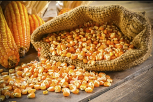 Вологість зерна - ключовий чинник прибутковості